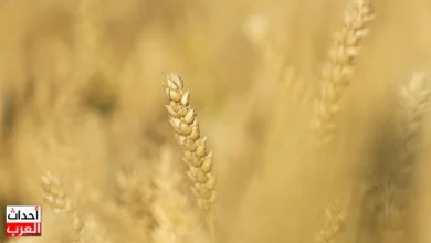 مصر تتصدر قائمة مستوردي المنتجات الزراعية الروسية في إفريقيا