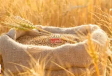 مصر تتحرك لتأمين احتياطيات القمح.. شحنات أوروبية مرتقبة وسط تنويع مصادر الاستيراد مصر تتحرك لتأمين احتياطيات القمح.. شحنات أوروبية مرتقبة وسط تنويع مصادر الاستيراد
