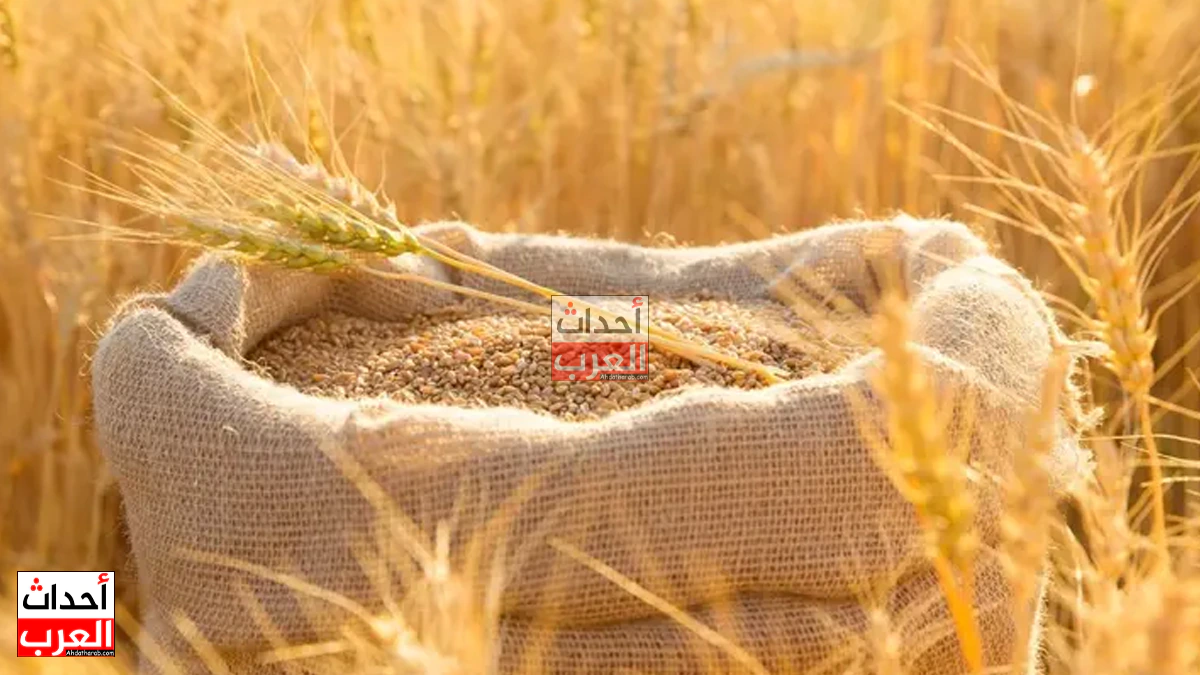 مصر تتحرك لتأمين احتياطيات القمح.. شحنات أوروبية مرتقبة وسط تنويع مصادر الاستيراد مصر تتحرك لتأمين احتياطيات القمح.. شحنات أوروبية مرتقبة وسط تنويع مصادر الاستيراد